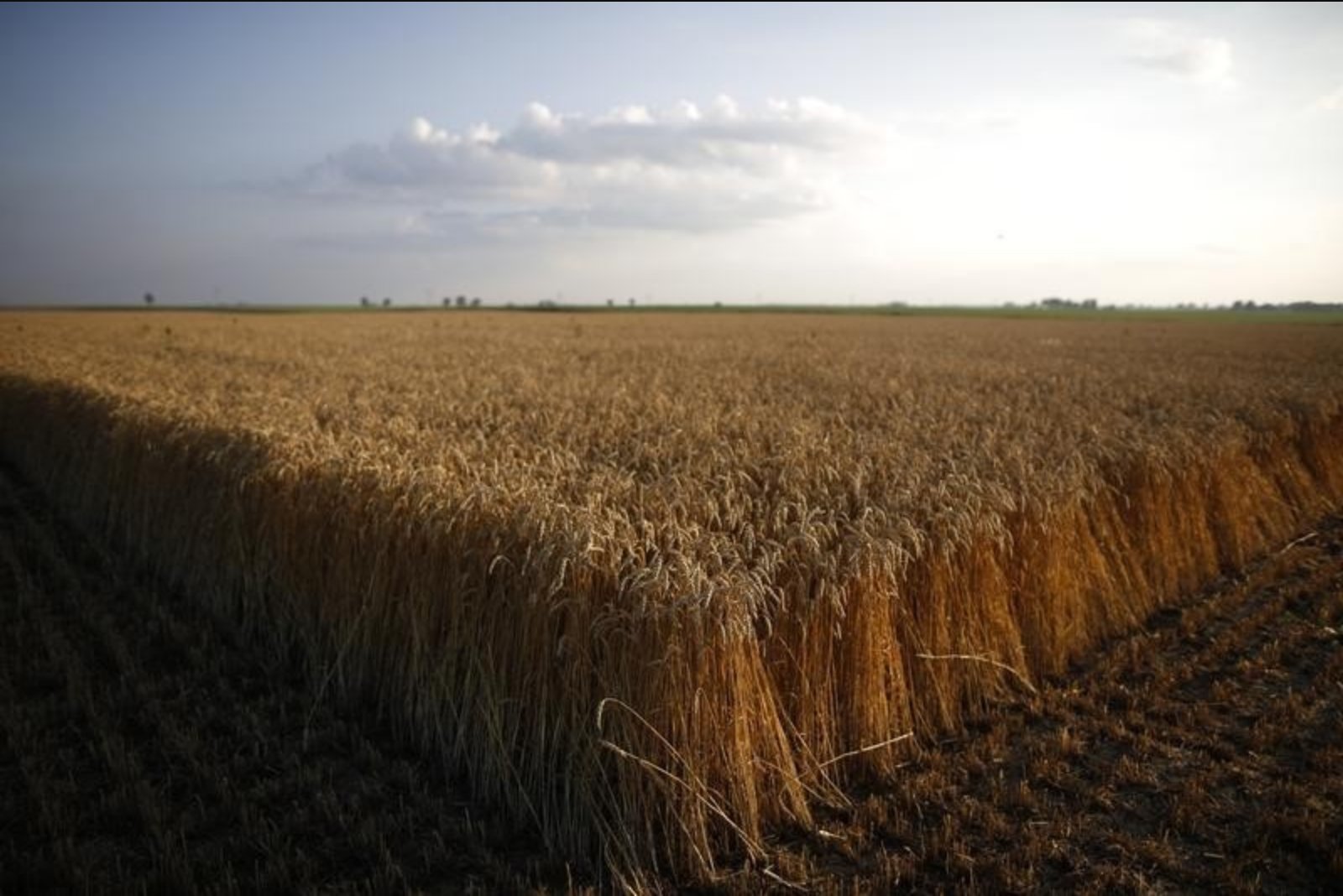 Euronext Wheat Slumps After U.S.-China Summit Triggers Broad Grain Selloff