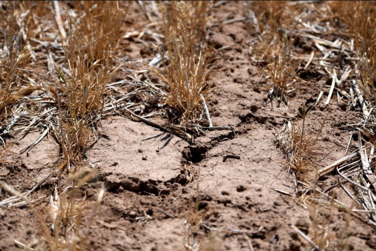 Drought and surging input costs from Iran conflict compound losses for U.S. Plains farmers