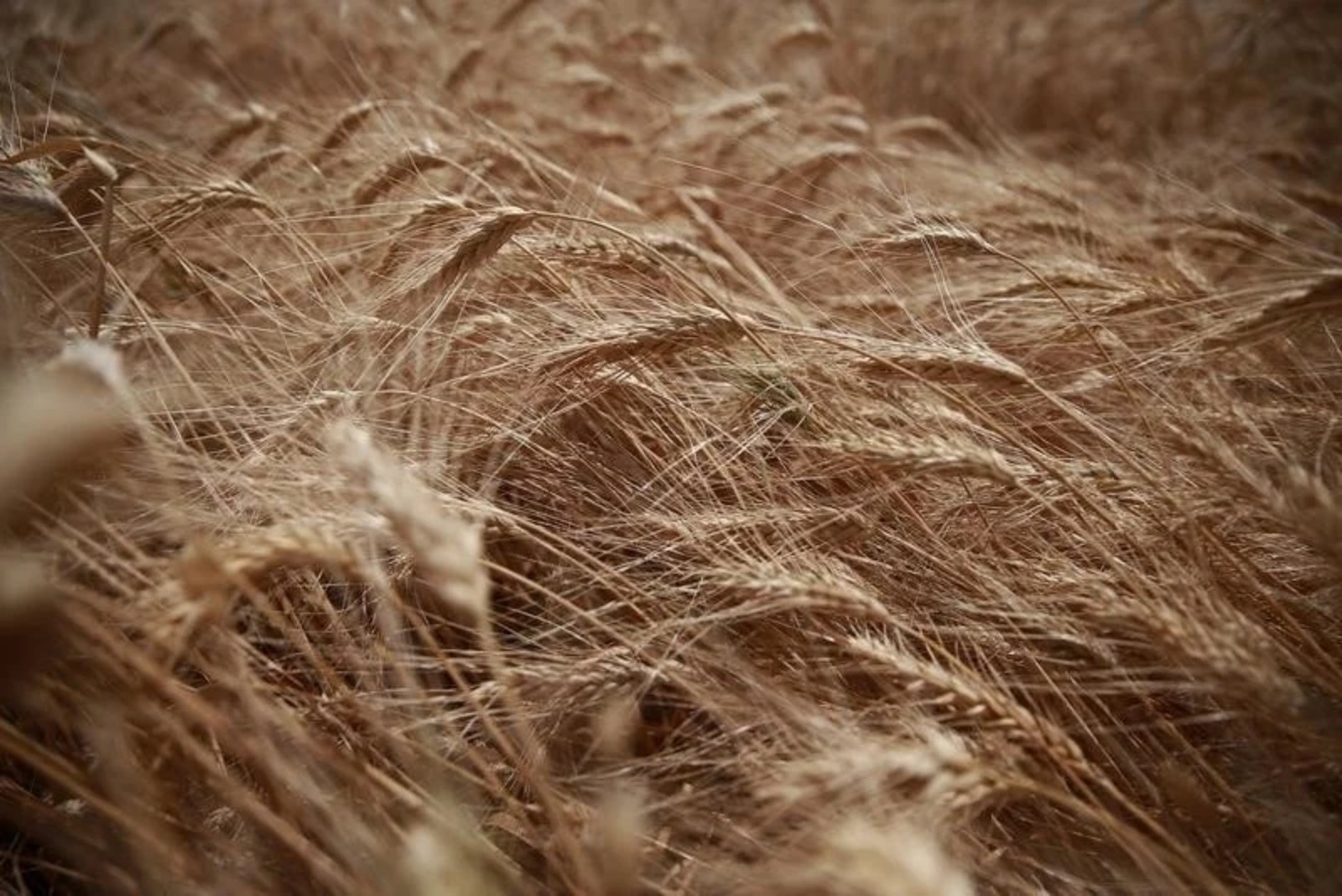 Wheat futures seen opening lower as Black Sea tensions weigh on prices
