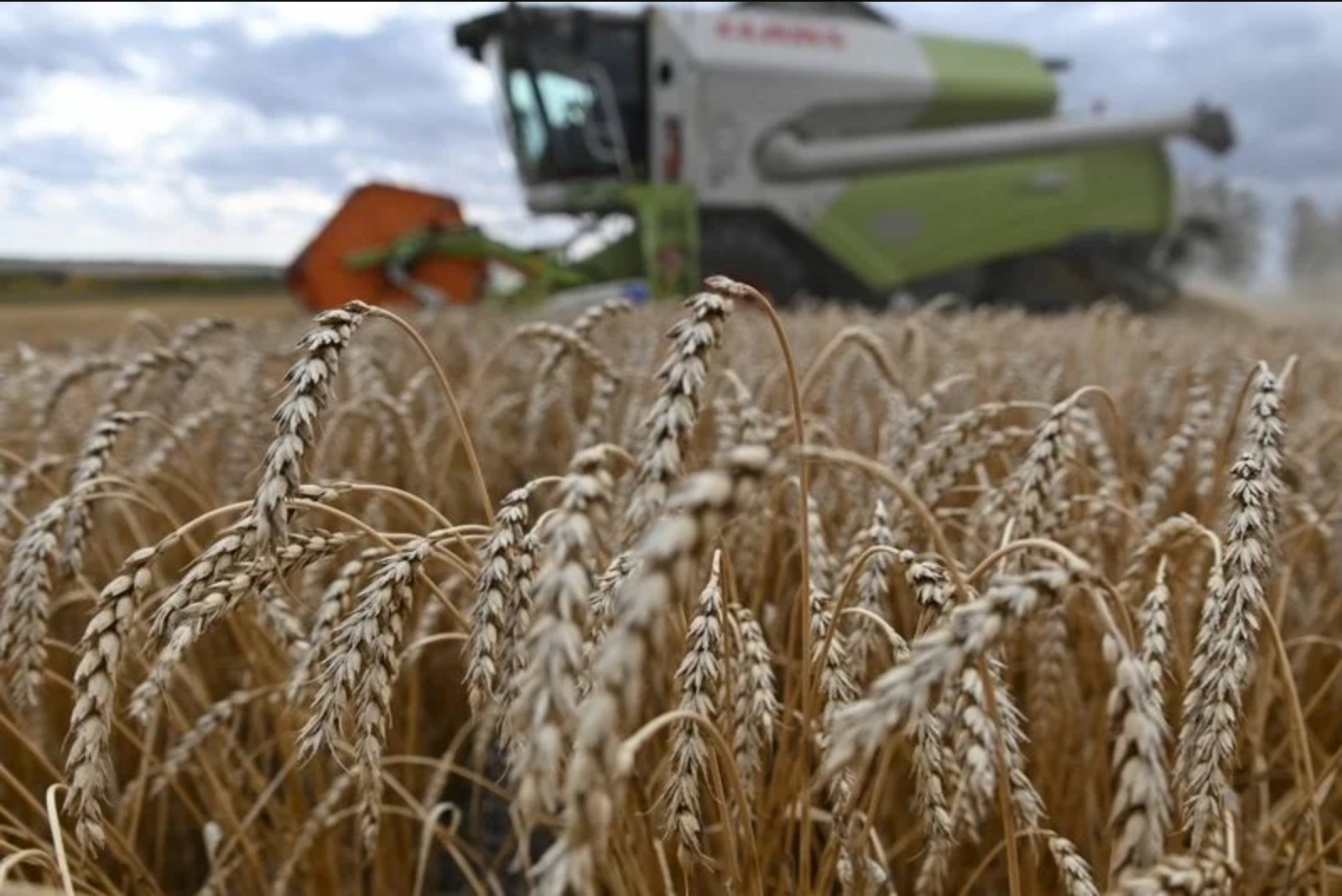 Euronext Wheat Rises as Black Sea Hostilities Disrupt Grain Flows