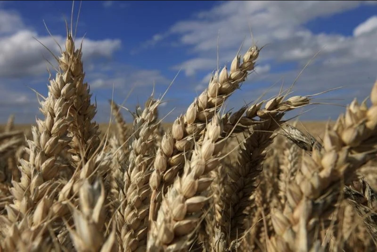 Investment funds pare back wheat long positions in week to May 29, Euronext data shows