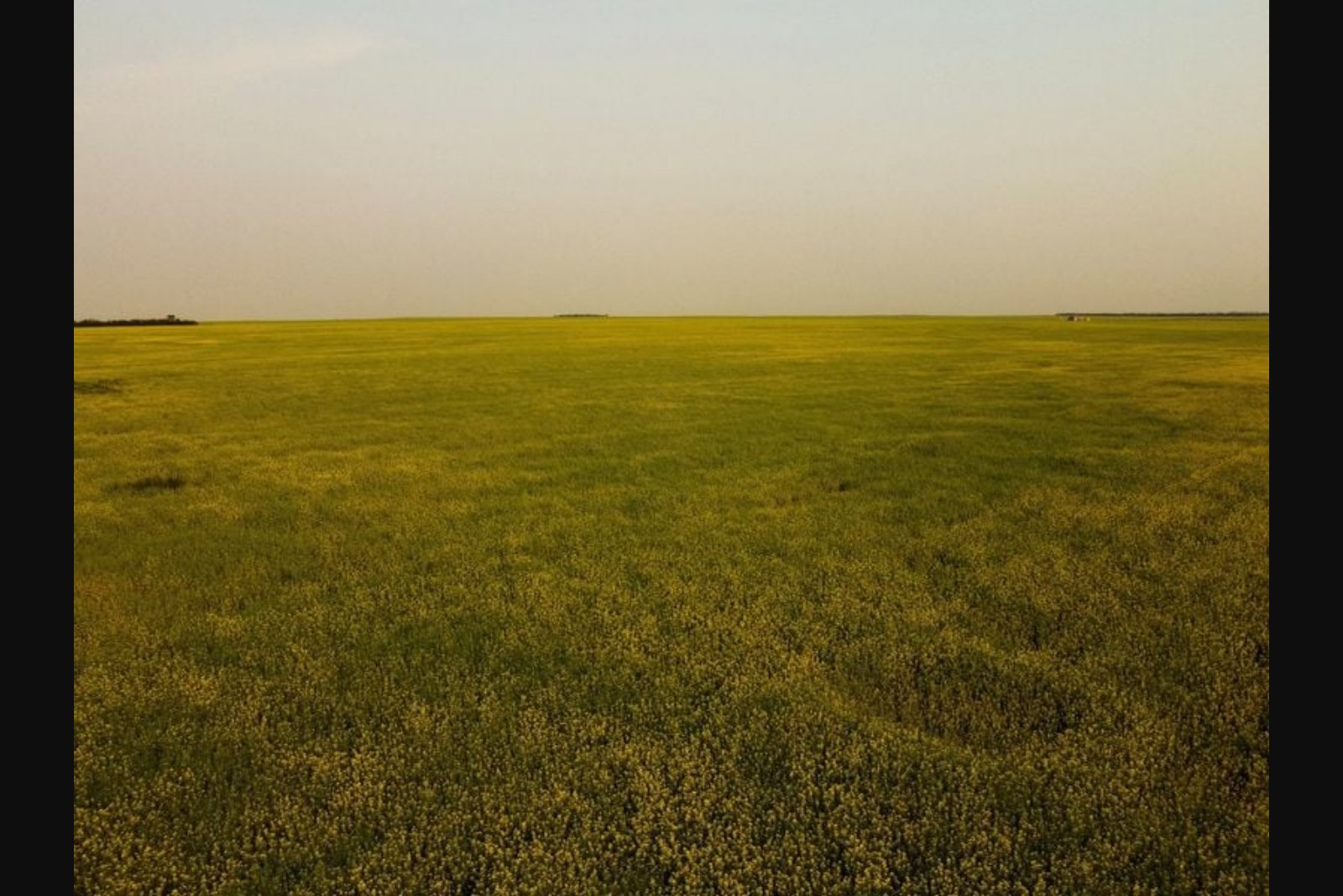 Canadian Grain Growers Confront Severe Disease Pressure as Harvest Nears