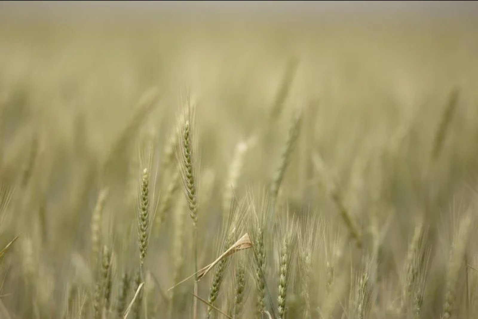 Chicago Wheat Prices Rise After Attack on Russian Baltic Port and Rejected Black Sea Ceasefire