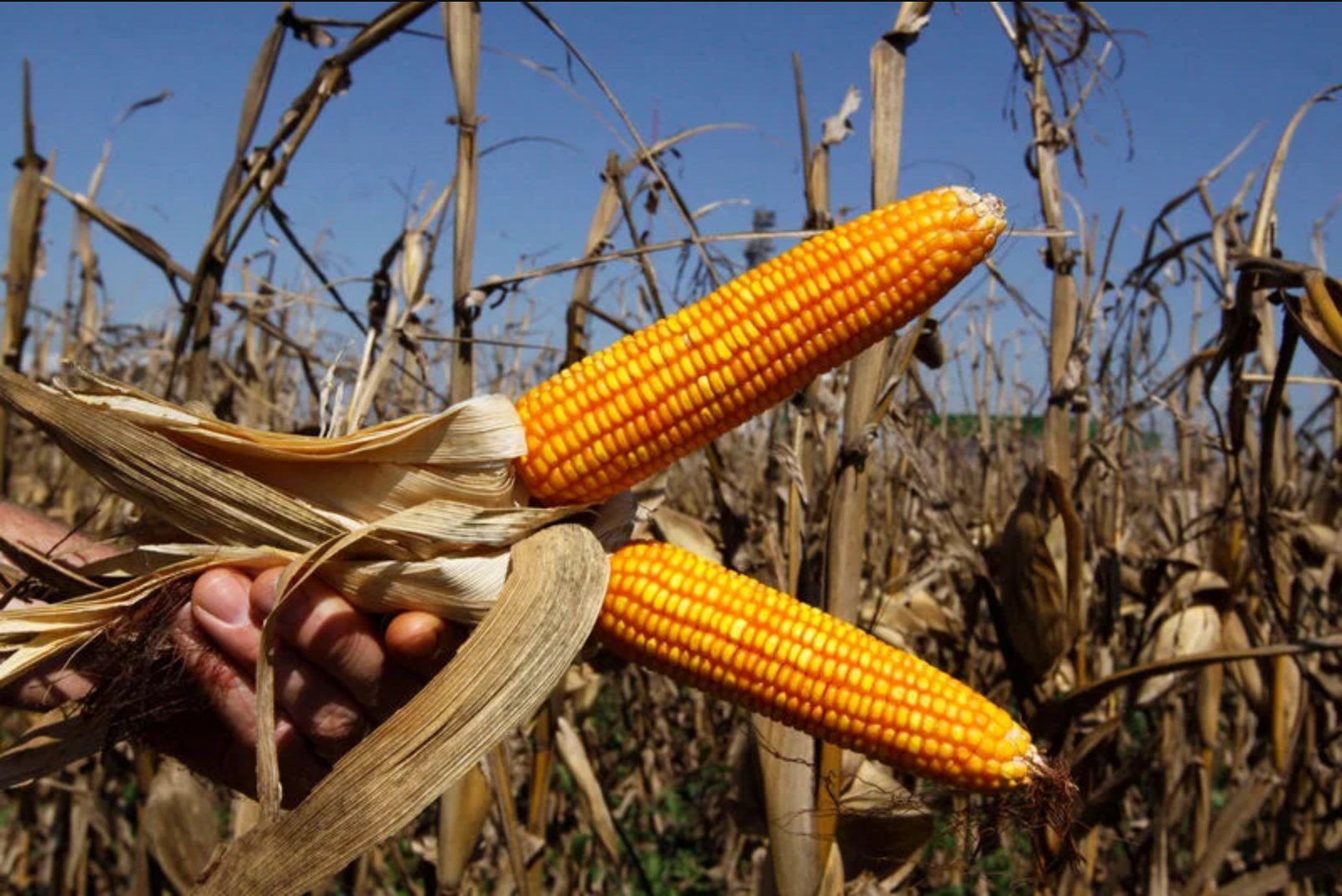 Corn Futures Tick Higher Ahead of USDA Quarterly Stocks Release