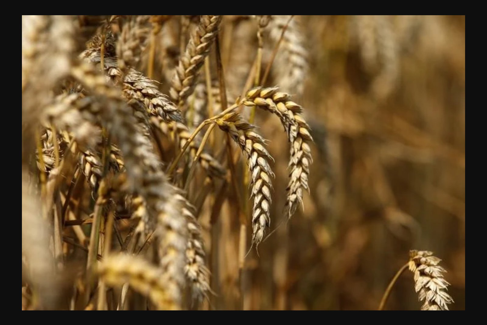 Wheat prices slip modestly as Black Sea shipment disruptions cap declines