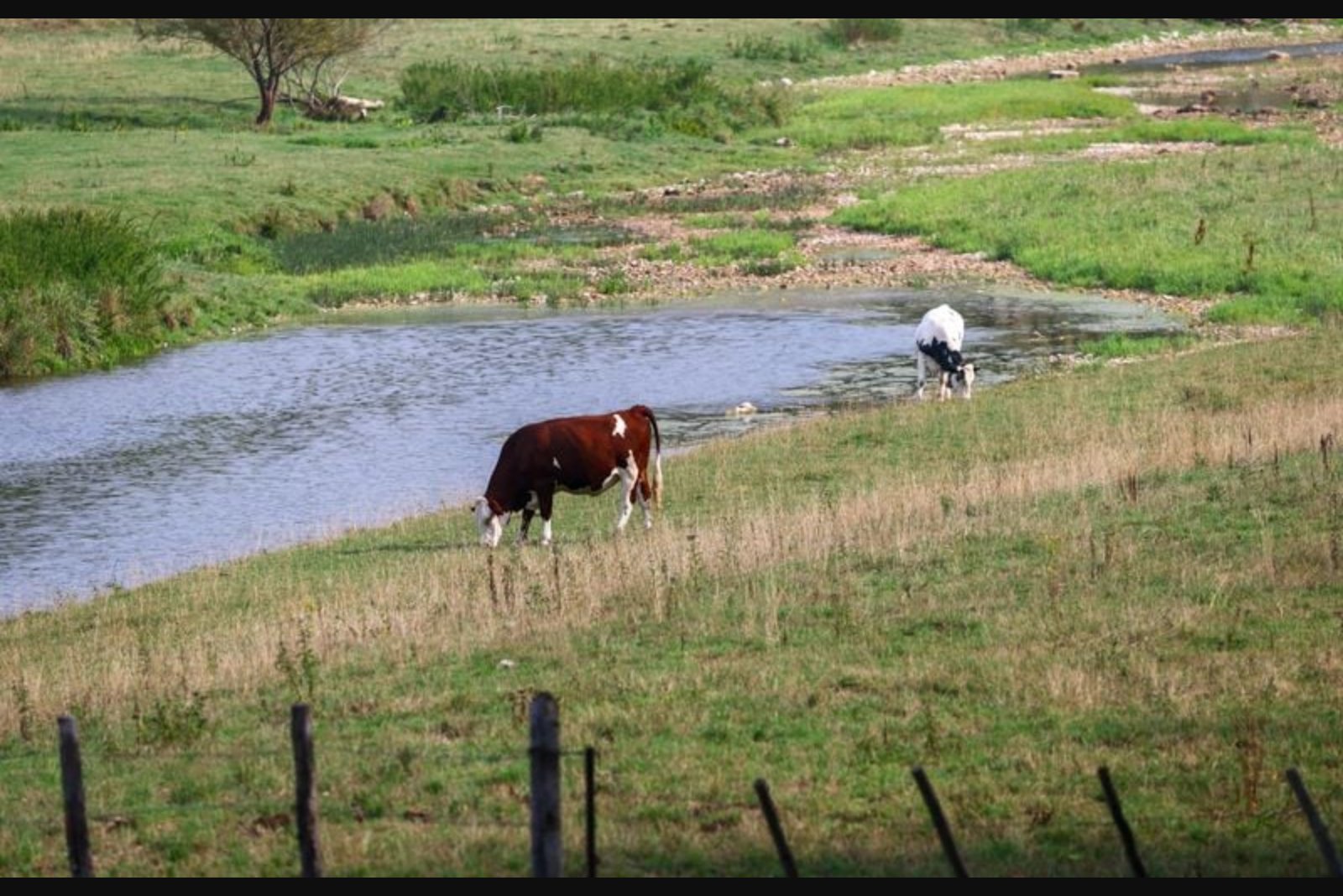First Human Case of Shamonda Virus in France Raises Questions About Animal-Borne Risk