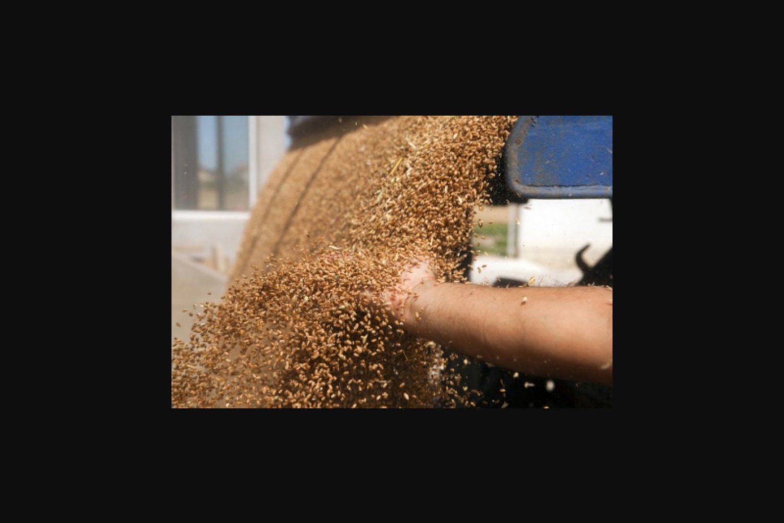 Grain futures edge higher after hitting multi-week lows amid heavy U.S. harvests