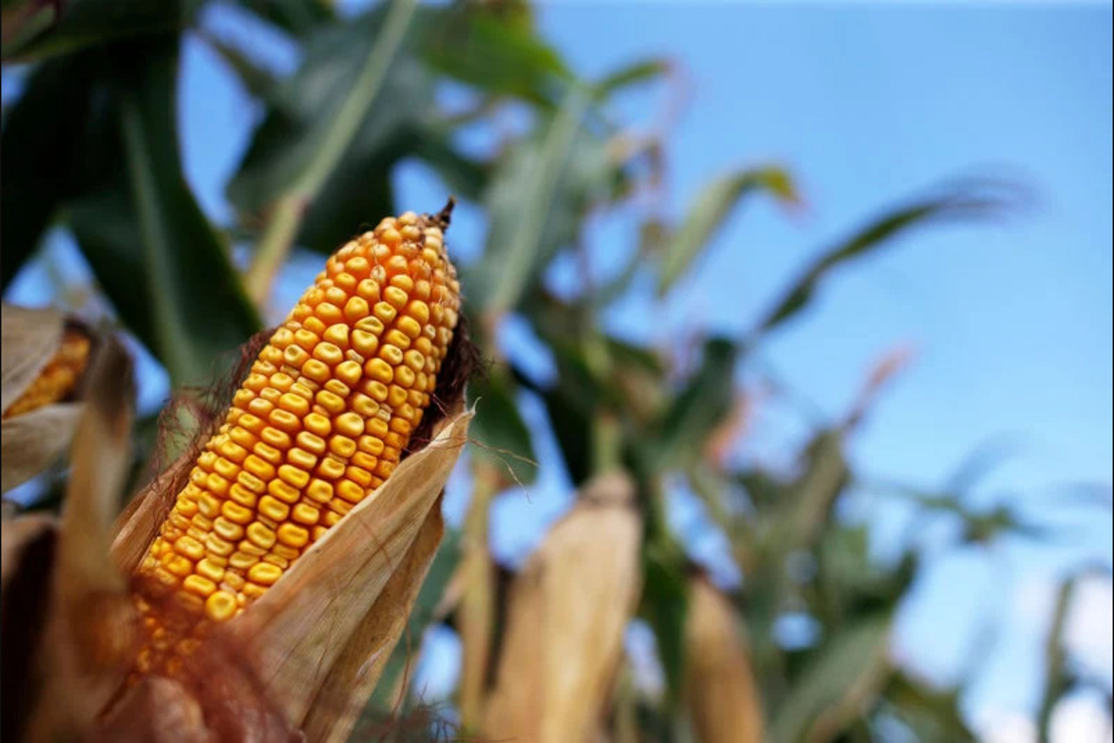 Corn Futures Advance as USDA Lowers End-Season Stock Estimate