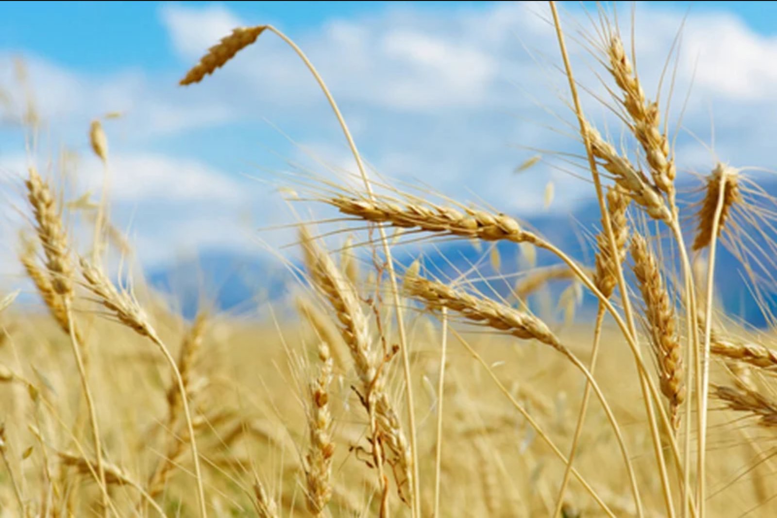 Chicago Wheat Climbs to 3.5-Year Peak After Black Sea Strikes