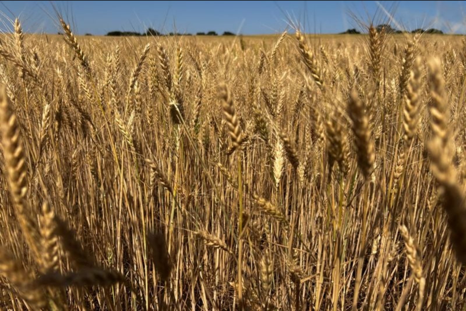 USDA Lowers U.S. Winter Wheat Outlook as Plains Drought Drains Yields