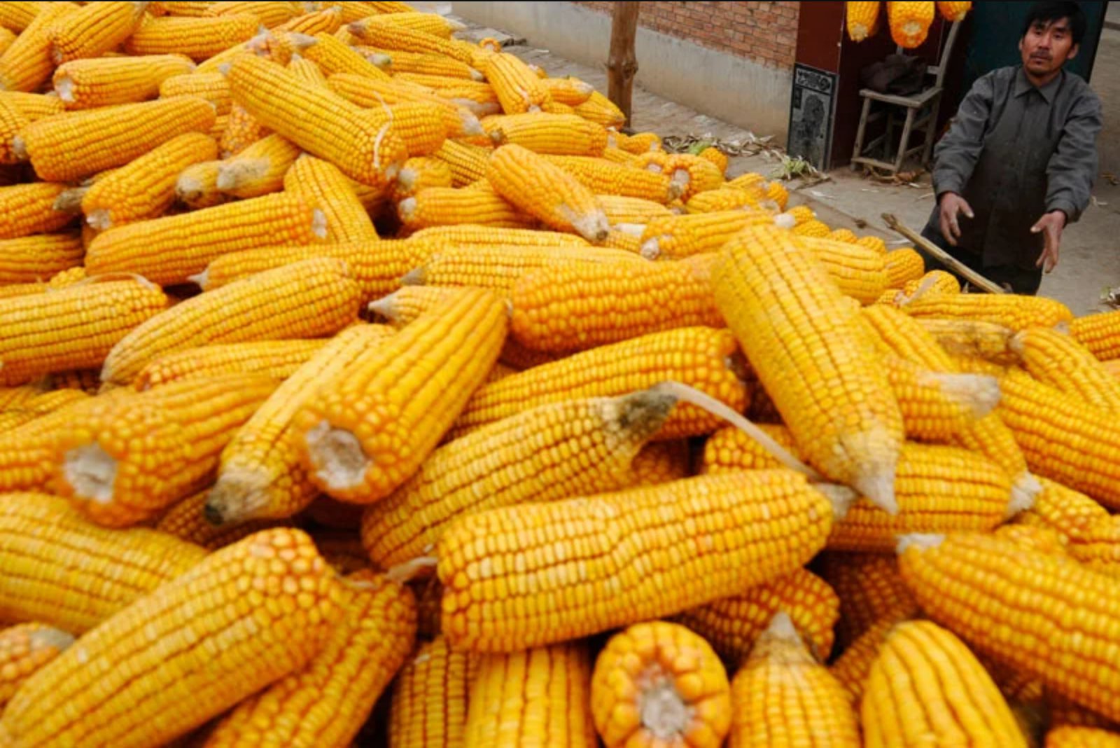 US Corn Upgrade Pulls European Wheat Lower Amid Cost Pressures