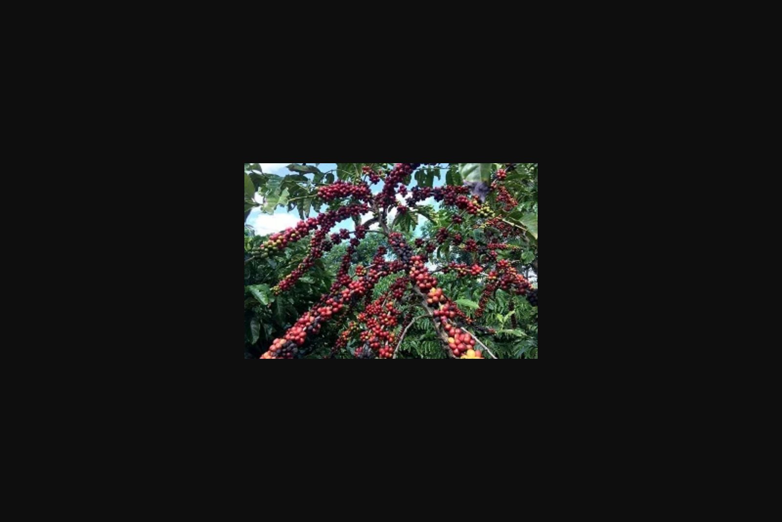 Colombian Coffee Output Falls 15% as Weather and Yields Weigh on Crop