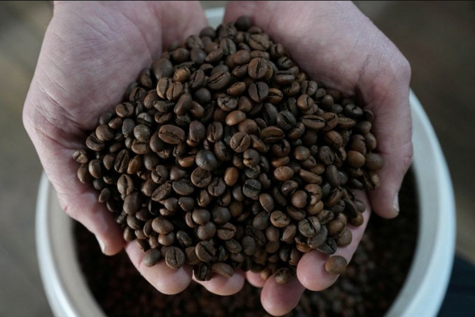 Sao Paulo’s Urban Coffee Plot Adds 1,500 Trees to Test Pest and Climate Resistance