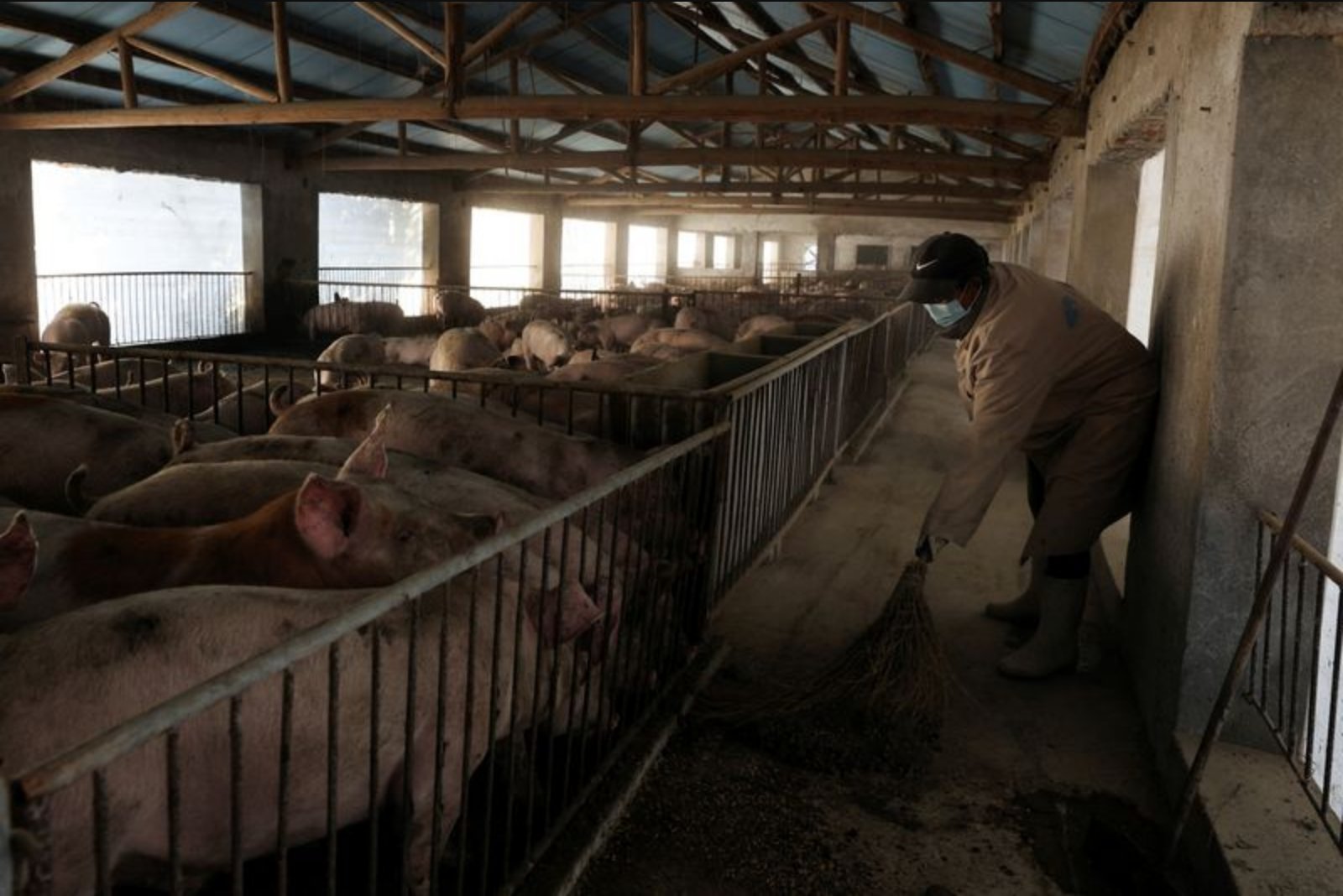 Spike in Feed Costs from Iran War Deepens Strain on China’s Hog Sector