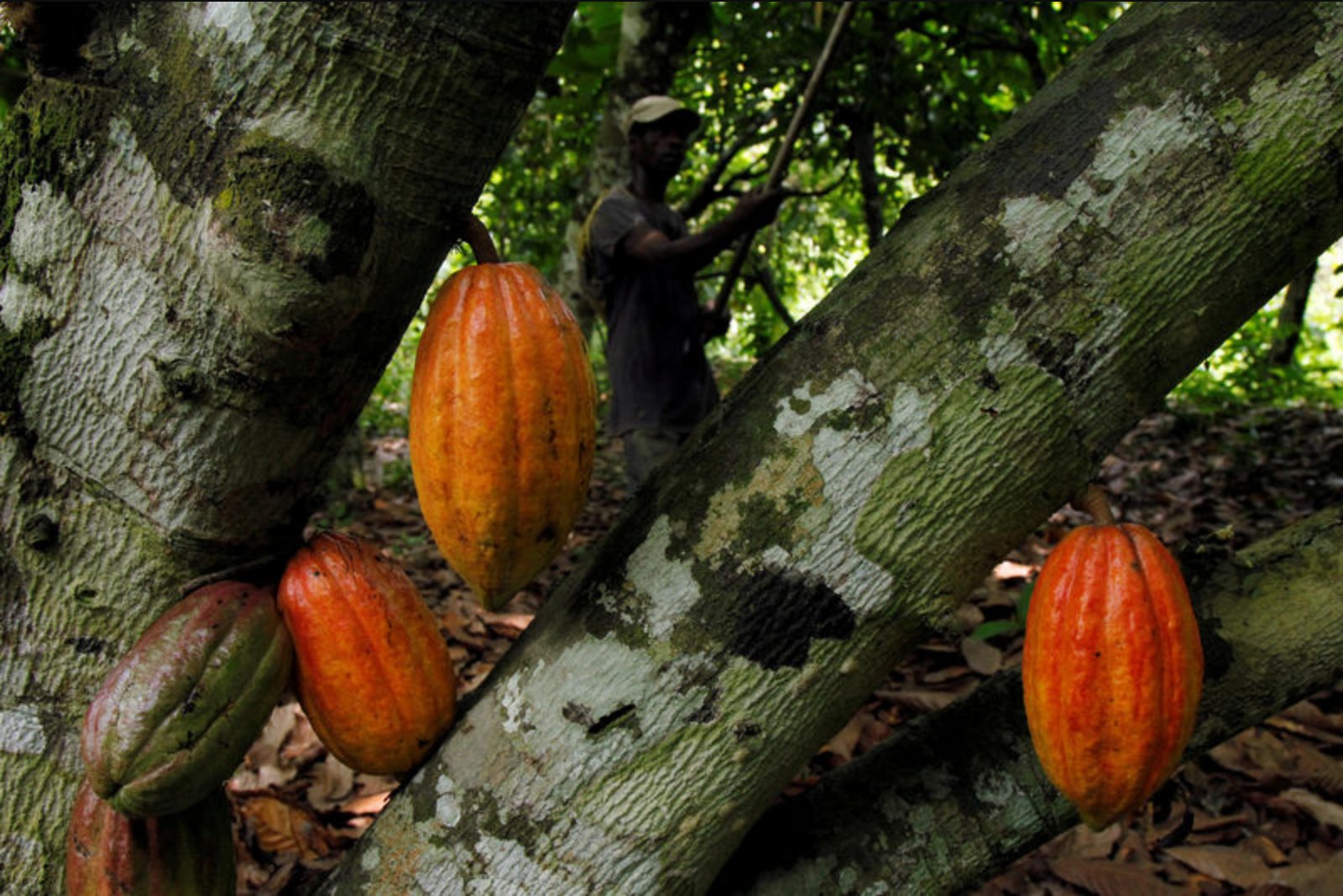 US Cocoa Futures Rocket as Dollar Weakness Triggers Large Short Covering