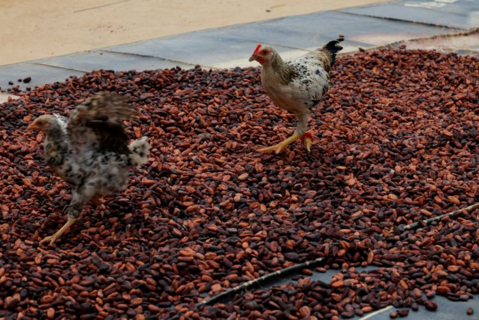 Why Ivory Coast and Ghana Are Struggling to Sell Cocoa and Pay Farmers