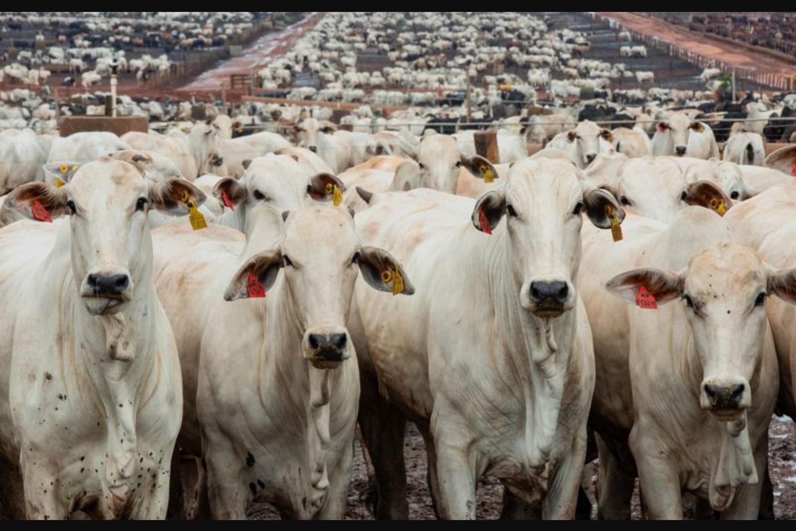 Brazil Considers Allocating Individual Beef Export Quotas for Shipments to China