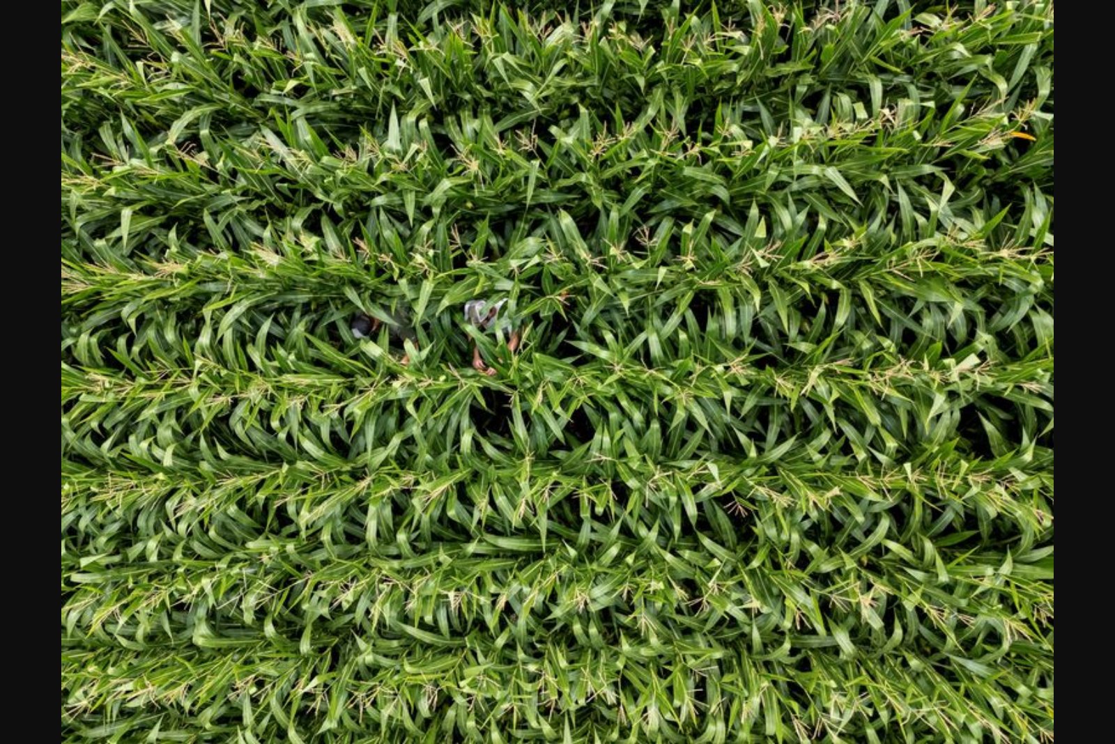 Planting Plans Shift as Iran Conflict and Input Costs Reshape U.S. Acreage