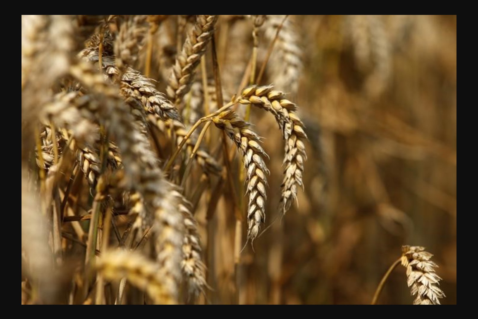 European Wheat Rises as U.S. Market Momentum and China Purchase Talk Lift Sentiment