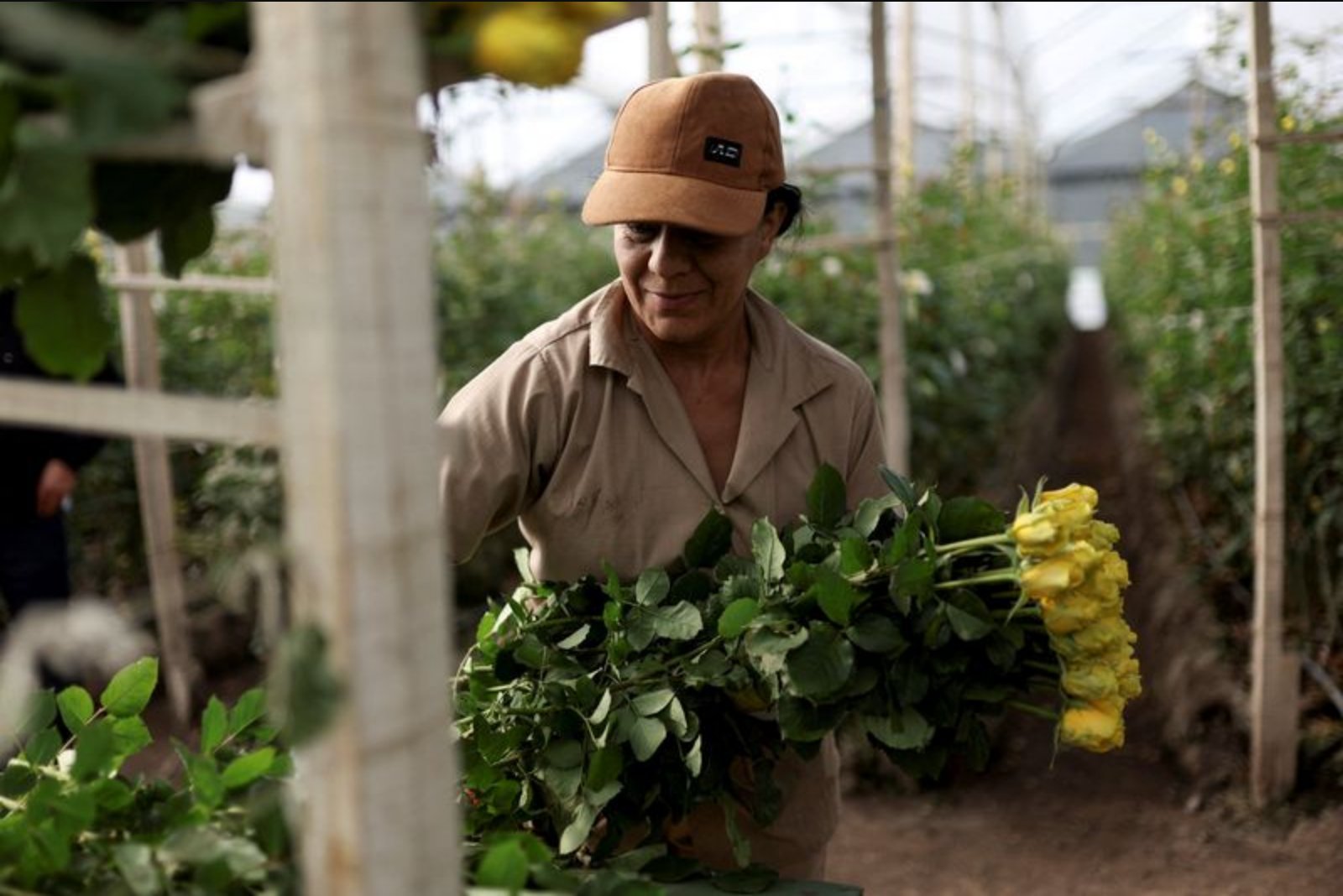 Colombian Rose Industry Faces Margin Pressure as U.S. Tariff and Local Costs Bite Ahead of Valentine’s Day