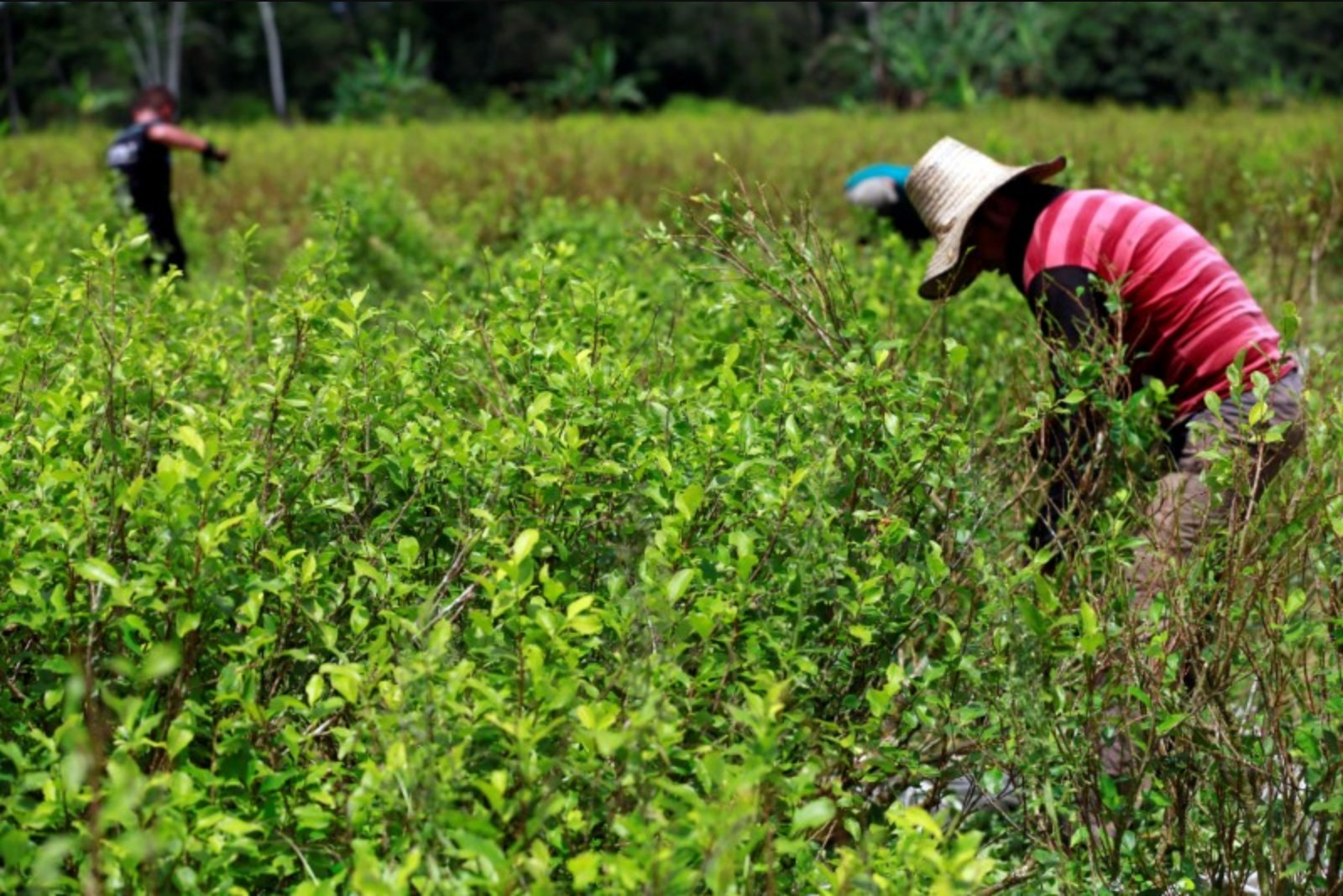 Ivory Coast council to dispatch officials after farmers protest over unpaid cocoa sales
