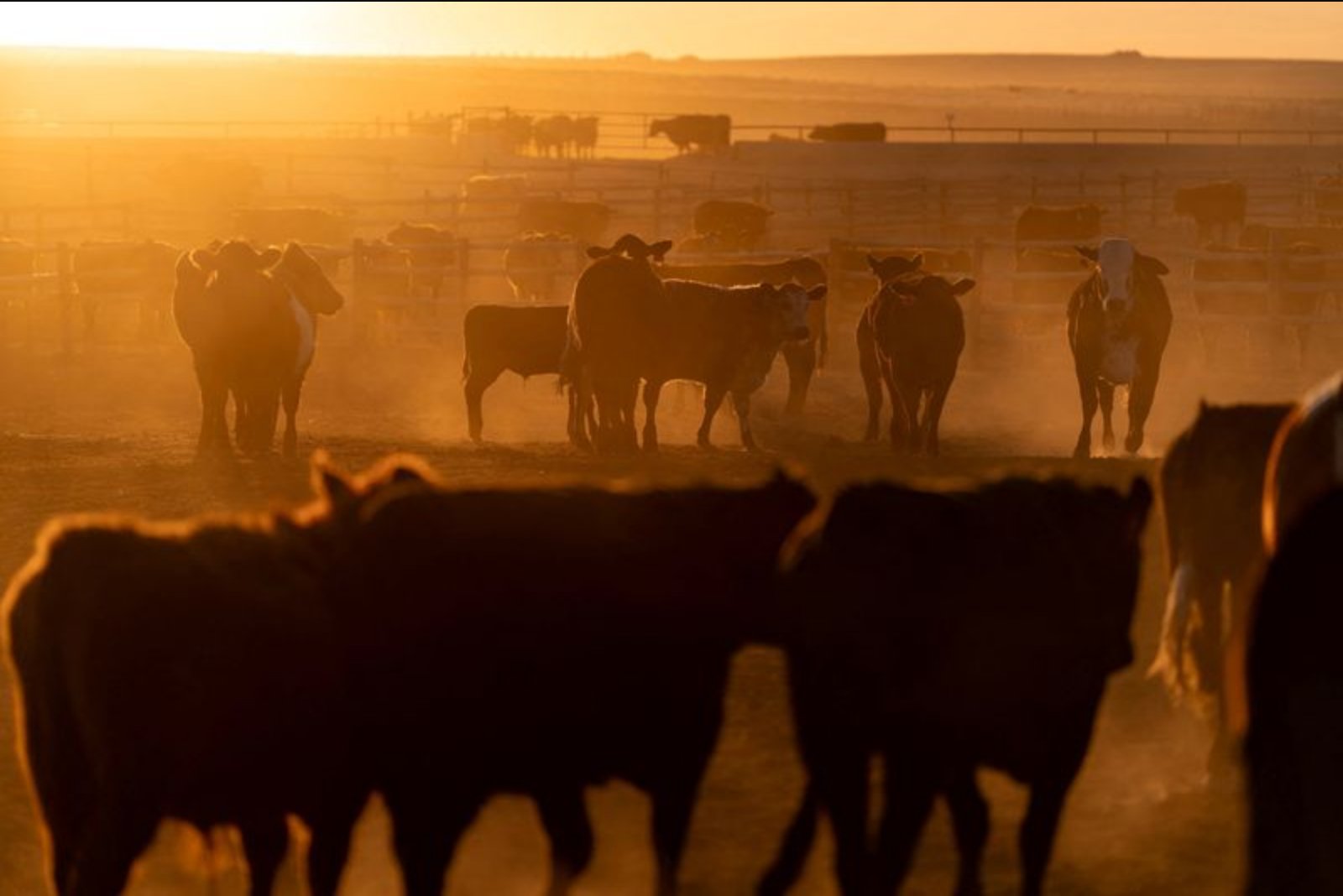 White House Says Trump Will Sign Orders to Open U.S. to More Beef and Aid Cattle Herd Recovery